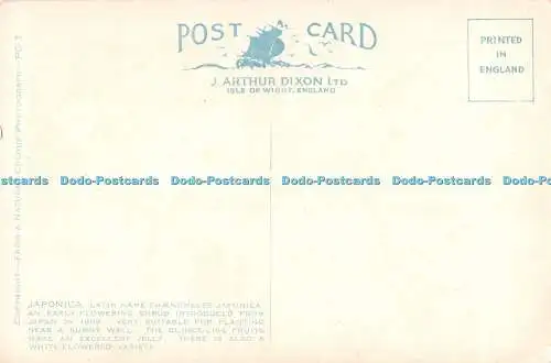 R468868 Japonica J Arthur Dixon Postkarte