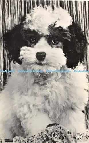 R475744 Hund Lilywhite RP
