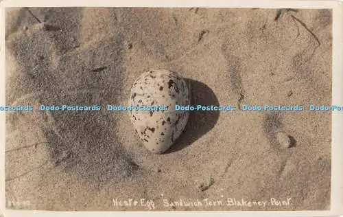 R469144 Nest and Egg Sandwick Tern Blakeney Point 1962
