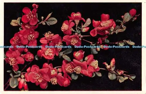 R478335 Japonica J Arthur Dixon Postkarte