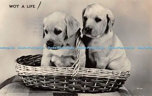 R469497 Wot a Life Dogs Valentine RP 1961