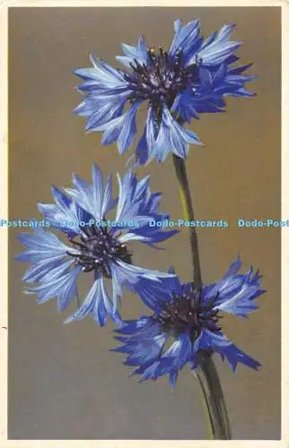 R476482 Centaurea Cyanus Kornblume Nenke and Ostermaier Photochromie Offset Seri