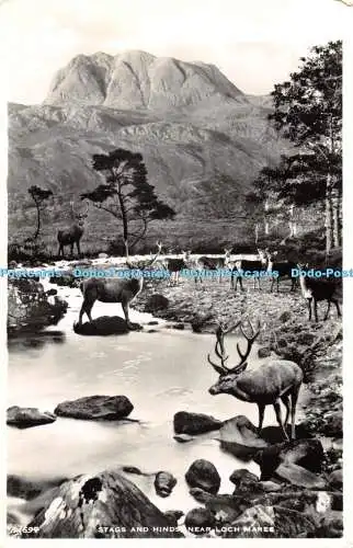 R476483 Hirsche und Hinds in der Nähe von Loch Maree J B weiß Best of All Serie RP