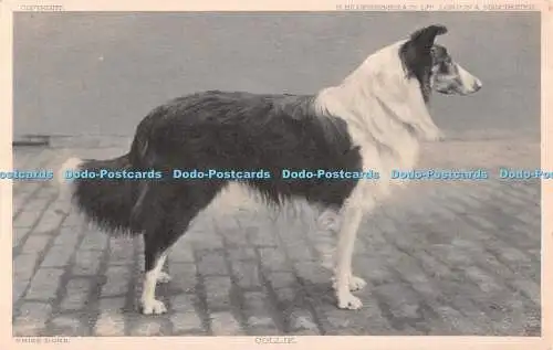 R478933 Preis Hunde Collie S Hildesheimer