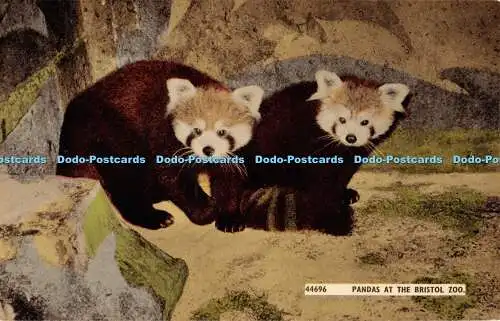 R469811 Pandas im Bristol Zoo Tiere