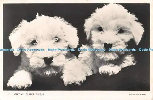 R479303 Sealyham Terrier Welpen Guy Withers Masons Alpha Serie RP 1957