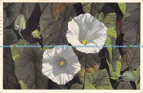 R479430 Wild Flower of the Countryside Hooded Bindweed J Burrow No 397 1939