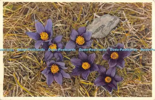 R477114 Pasque Flower Berg Kuchenschelle Stehli No 618