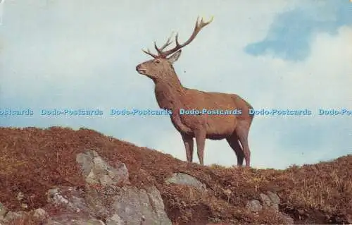 R479688 Red Deer J Salmon Postkarte