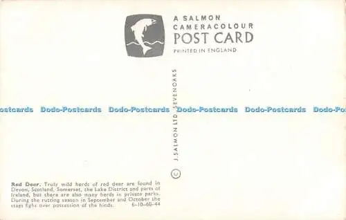 R479688 Red Deer J Salmon Postkarte