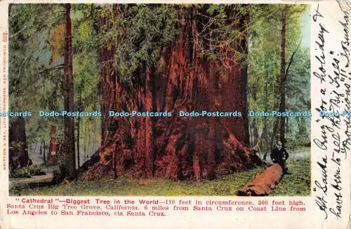 R470653 Kathedrale Größter Baum der Welt Britton und Rey