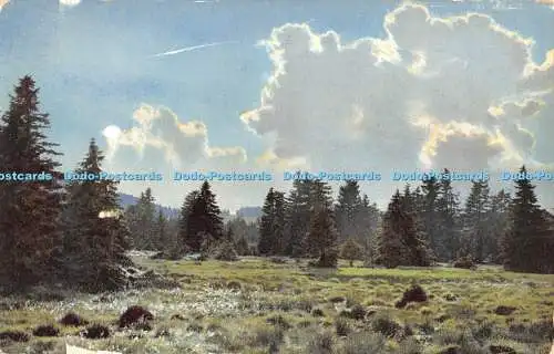 R479844 Forest Photochromie N and D Series 84 Nr 2005