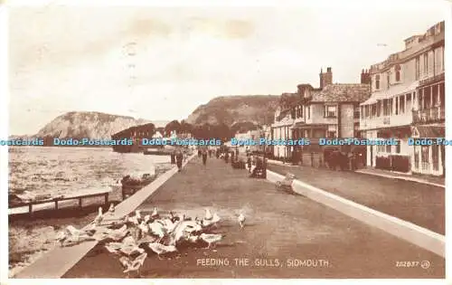 R474299 Sidmouth Feeding the Gulls Valentine Photo Brown