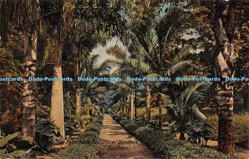 R480244 Durban Palm Walk Botanical Gardens A R