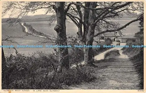 R480353 Glorious West Sussex A Lane Near Slindon Photochrom