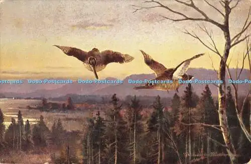 R480383 Vögel fliegen über den Wald Die Schraubenschlüssel-Serie