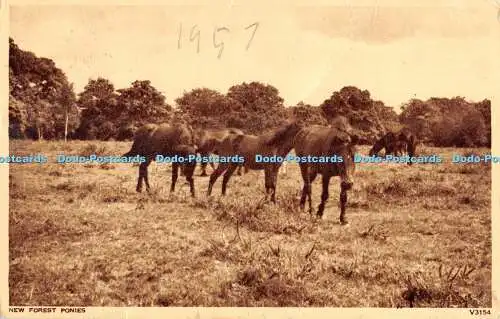 R480518 New Forest Ponys V3154 Photochrom 1957