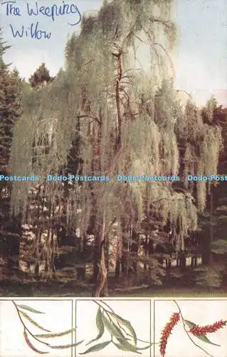 R484724 The Weeping Willow Salix Babylonica R S Kunstpresse
