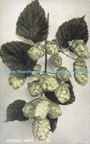 R481722 Kentish Hops Young and Cooper 1909