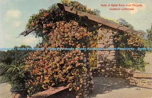 R485245 Gold of Ophir Rose over Pergola Southern California 1214 The Western Pub