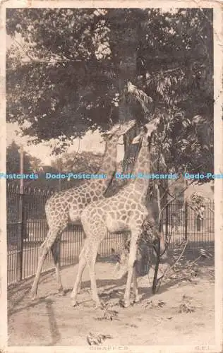 R483584 Giraffen C W Faulkner Postkarte 1905