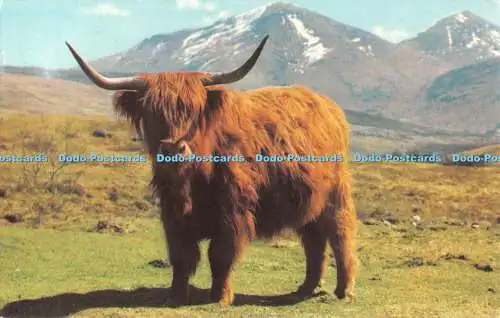 R487501 A Monarch of the Glen PT36527 Colourmaster International Precision