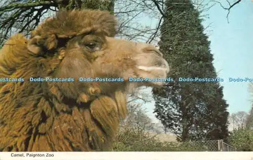 R484016 Paignton Zoo Camel E T W Dennis 1971