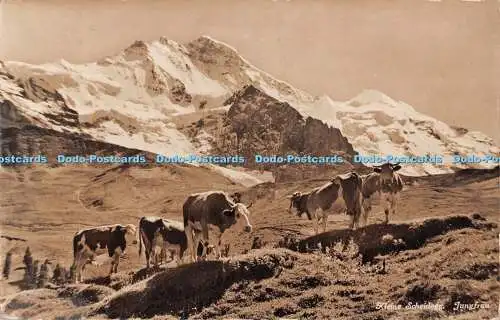 R488295 Kleine Scheidegg Jungfrau 1505 Schild Bichsel Brienz