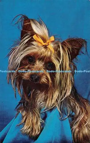 R490059 Yorkshire Terrier beim Friseur D Constance