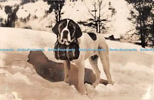 R488595 Bernhardinerhund Photoglob 1951
