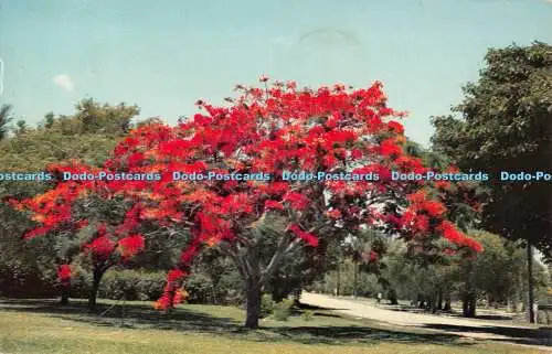 R490208 Royal Poinciana Delonix regia Der spektakulärste aller blühenden Bäume