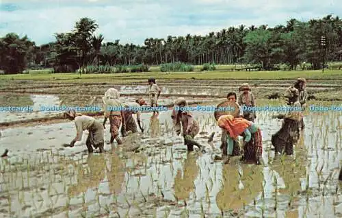 R490902 Malaya Panting Rice Kodachrome transparent