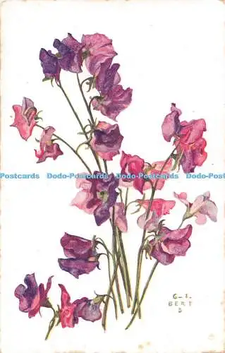 R487892 Blumen G I Bert 5 Farben Paris 565 Pois de Senteur Lathyrus odoratus