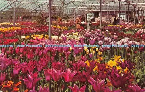 R492572 Springfields Spalding Ein Blick auf die Gewächshausanzeige im Spring Sho