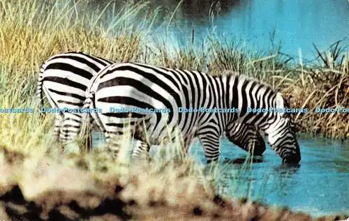 R494664 African Wild Life Zebra Sapra Studio N 103 1966
