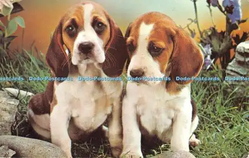 R494711 Welpen Bamforth Animal Serie G600 1983 Bamforth