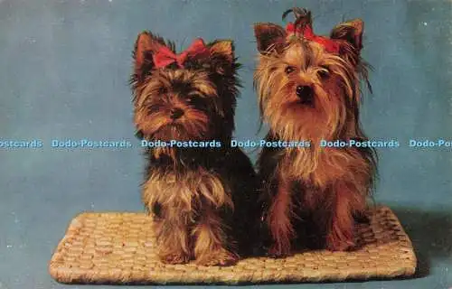 R493013 Yorkshire Terrier Lachs Hunde