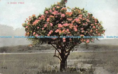 R493027 1486 A Rose Tree Benham Company Neuner Calype Process