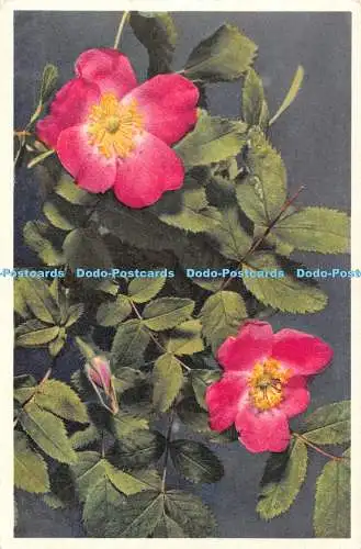 R495859 Hund Rose Stehli Nr 5009 Postkarte