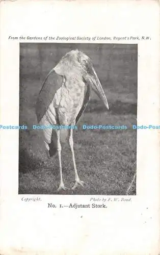 R494152 Aus dem Garten der Zoologischen Gesellschaft London Adjutant Storch F W B