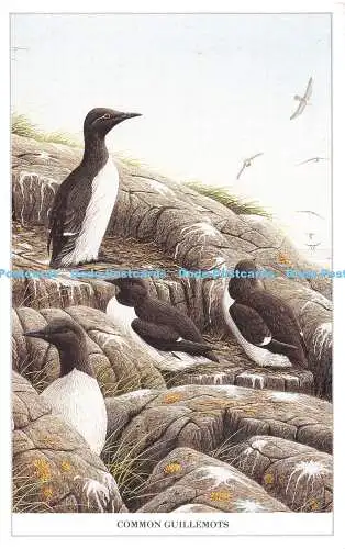 R494273 Common Guillemots Geoff White Albany House W G Rollinson