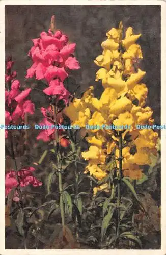 R498113 St Z F No 292 Antirrhinum majus Lowenmaul Snapdragon J Burrow