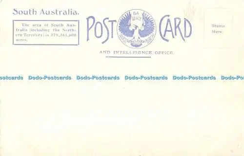 R498515 Adelaide Avenue Botanic Park S A State Tourist Bureau