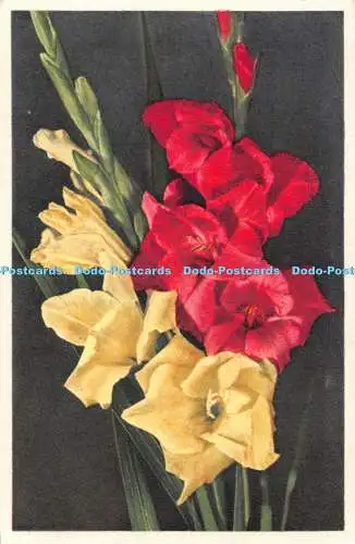 R498585 Gladiolen Stehli Nr 993