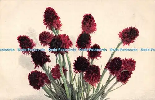 R502185 Rote Blumen Photochromie Nenke und Ostermaier Serie 542 Nr 1158