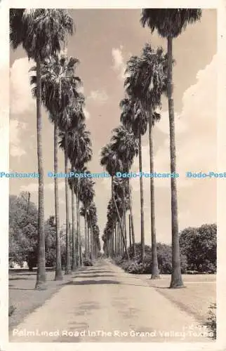 R503226 Texas Palm Lined Road im Rio Grand Valley W M Clineco 1949