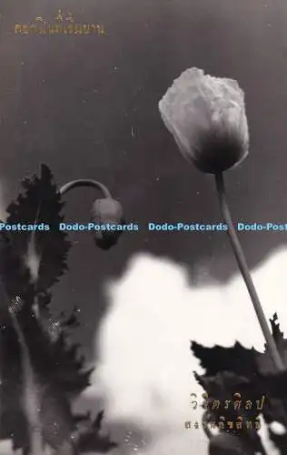 R504123 Blumenpostkarte