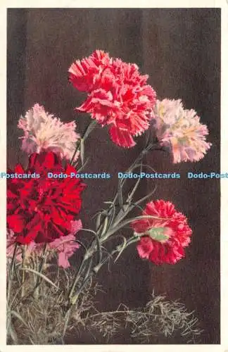 R504165 3171 Dianthus caryophyllus b Garten Nelke Oeillet des fleuristes Garofan