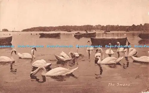 R508356 The Swans