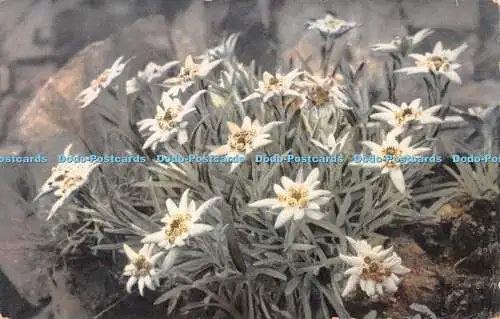 R509499 Unbekannte weiße Wildblumen Postkarte